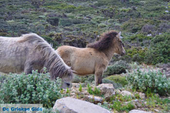 Wilde dwergpaarden in het zuiden van Skyros | foto 2 - Foto van https://www.grieksegids.nl/fotos/skyros/normaal/skyros-grieksegids-310.jpg