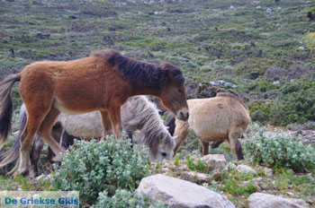 Wilde dwergpaarden in het zuiden van Skyros | foto 3 - Foto van https://www.grieksegids.nl/fotos/skyros/normaal/skyros-grieksegids-311.jpg