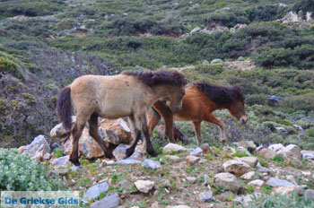 Wilde dwergpaarden in het zuiden van Skyros | foto 4 - Foto van https://www.grieksegids.nl/fotos/skyros/normaal/skyros-grieksegids-312.jpg