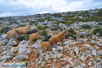 Schapen in het zuiden van Skyros | foto 5 - Foto van https://www.grieksegids.nl/fotos/skyros/normaal/skyros-grieksegids-313.jpg