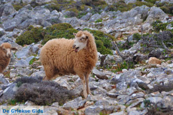 Schapen in het zuiden van Skyros | foto 6 - Foto van https://www.grieksegids.nl/fotos/skyros/normaal/skyros-grieksegids-314.jpg