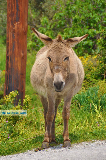 Ezeltje Skyros | Griekenland - Foto van https://www.grieksegids.nl/fotos/skyros/normaal/skyros-grieksegids-340.jpg