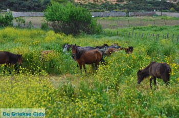 Wilde dwergpaarden Skyros | Griekenland 1 - Foto van https://www.grieksegids.nl/fotos/skyros/normaal/skyros-grieksegids-349.jpg