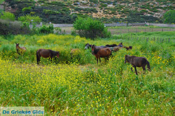 Wilde dwergpaarden Skyros | Griekenland 2 - Foto van https://www.grieksegids.nl/fotos/skyros/normaal/skyros-grieksegids-350.jpg