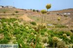 Sa Michalis | Noord Syros | Griekenland foto 42 - Foto van De Griekse Gids