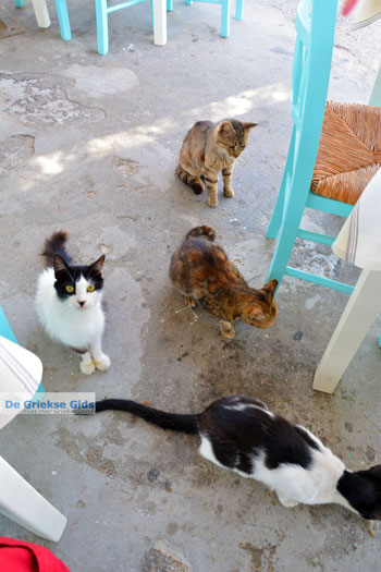 Kini | Syros | Griekenland foto 40 - Foto van https://www.grieksegids.nl/fotos/syros/normaal/kini-syros-040.jpg