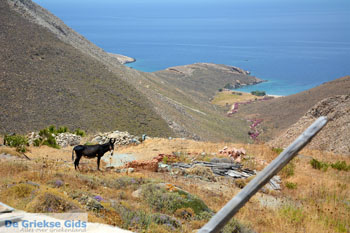 Kampos | Noord Syros | Griekenland | foto 33 - Foto van https://www.grieksegids.nl/fotos/syros/normaal/noord-syros-033.jpg