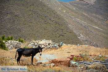 Kampos | Noord Syros | Griekenland | foto 34 - Foto van https://www.grieksegids.nl/fotos/syros/normaal/noord-syros-034.jpg
