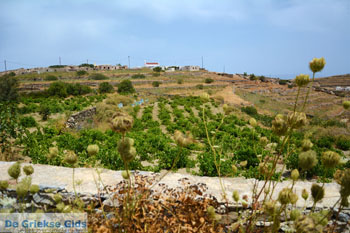 Sa Michalis | Noord Syros | Griekenland foto 43 - Foto van https://www.grieksegids.nl/fotos/syros/normaal/noord-syros-043.jpg
