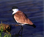 Delta Evros | Griechenland | Foto 6 - Foto Region of Eastern Macedonia and Thrace