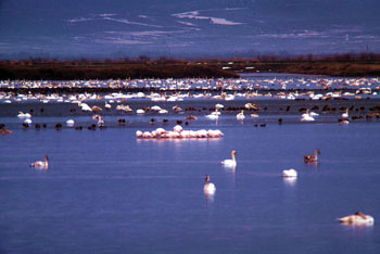 Delta Evros | Griechenland | Foto 2 - Foto Region of Eastern Macedonia and Thrace