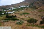 Karkados en Kalloni Tinos | Griekenland | Foto 1 - Foto van De Griekse Gids