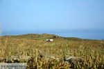 Agios Romanos Tinos | Griekenland | Foto 1 - Foto van De Griekse Gids