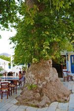 Pyrgos Tinos | Griekenland | Fotto 27 - Foto van De Griekse Gids