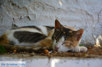 Agapi Tinos | Griekenland 30 - Foto van https://www.grieksegids.nl/fotos/tinos/normaal/agapi-tinos-030.jpg