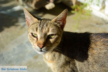 Agapi Tinos | Griekenland 33 - Foto van https://www.grieksegids.nl/fotos/tinos/normaal/agapi-tinos-033.jpg