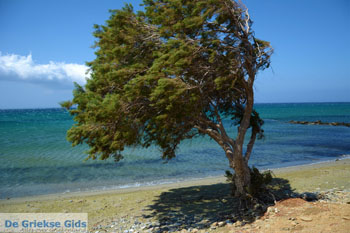 Badplaats Aghios Fokas ten oosten van Tinos stad | Foto 13 - Foto van https://www.grieksegids.nl/fotos/tinos/normaal/aghios-fokas-tinos-013.jpg