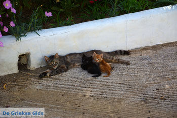 Xinari bij Exomvourgo Tinos | Griekenland | Foto 8 - Foto van https://www.grieksegids.nl/fotos/tinos/normaal/exomvourgo-xinari-tinos-008.jpg