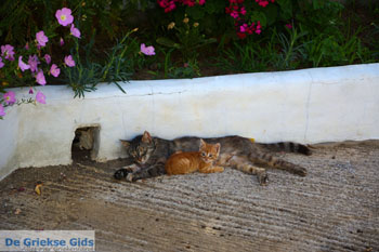 Xinari bij Exomvourgo Tinos | Griekenland | Foto 9 - Foto van https://www.grieksegids.nl/fotos/tinos/normaal/exomvourgo-xinari-tinos-009.jpg