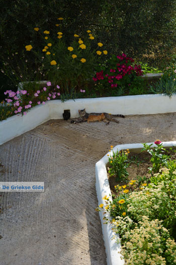 Xinari bij Exomvourgo Tinos | Griekenland | Foto 10 - Foto van https://www.grieksegids.nl/fotos/tinos/normaal/exomvourgo-xinari-tinos-010.jpg