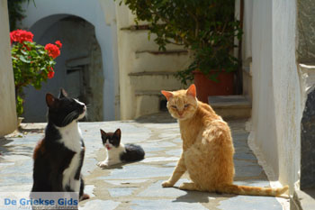 Falatados bij Exomvourgo Tinos | Griekenland | Foto 25 - Foto van https://www.grieksegids.nl/fotos/tinos/normaal/falatados-tinos-025.jpg