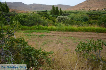 Komi Tinos | Griekenland | Foto 3 - Foto van https://www.grieksegids.nl/fotos/tinos/normaal/komi-tinos-003.jpg