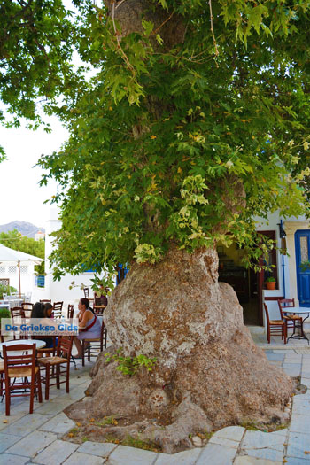 Pyrgos Tinos | Griekenland | Fotto 27 - Foto van https://www.grieksegids.nl/fotos/tinos/normaal/pyrgos-tinos-027.jpg