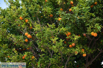 Ysternia Tinos | Isternia | Griekenland foto 33 - Foto van https://www.grieksegids.nl/fotos/tinos/normaal/ysternia-tinos-033.jpg