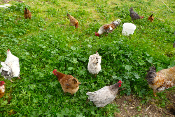 roos-kippen3