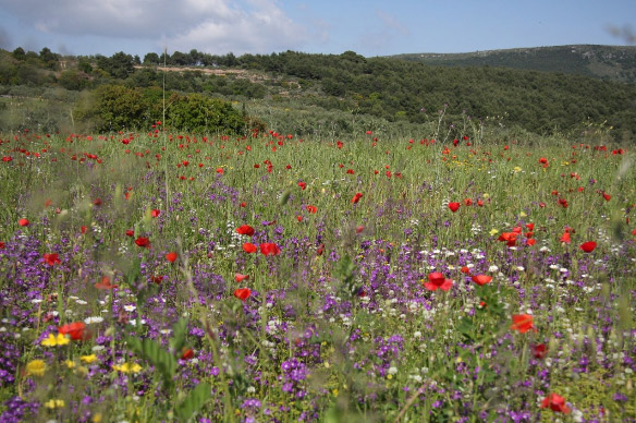 Zakynthos - Foto: Geeri Monshouwer