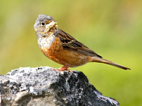 Bruinkeelortolaan (foto Koos Dansen)