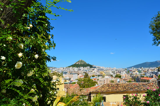 Athene - Foto Marleen Veldhorst