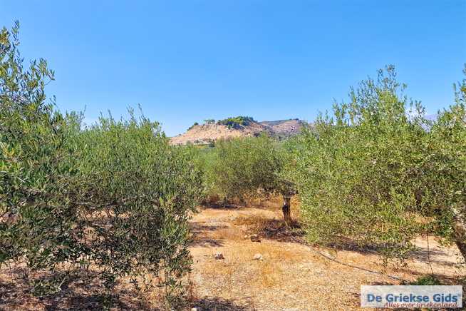 Olijfbomen bij Festos Zuid Kreta - De Griekse Gids - Foto van De Griekse Gids