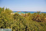 GriechenlandWeb.de Vai Kreta | Lassithi Kreta | GriechenlandWeb.de foto 63 - Foto GriechenlandWeb.de