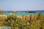 GriechenlandWeb.de Vai Kreta | Lassithi Kreta | GriechenlandWeb.de foto 64 - Foto GriechenlandWeb.de