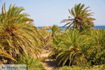 GriechenlandWeb.de Vai Kreta | Lassithi Kreta | GriechenlandWeb.de foto 66 - Foto GriechenlandWeb.de