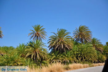 Vai Kreta | Lassithi Kreta Griekenland 4 - Foto van https://www.grieksegids.nl/fotos/vai/normaal/vai-kreta-004.jpg