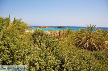 Vai Kreta | Lassithi Kreta Griekenland 63 - Foto van https://www.grieksegids.nl/fotos/vai/normaal/vai-kreta-063.jpg