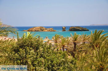 Vai Kreta | Lassithi Kreta | GriechenlandWeb.de foto 64 - Foto GriechenlandWeb.de