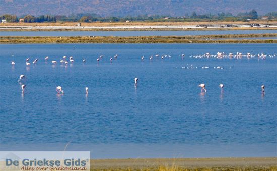 Flamingo's op Lesbos - vogel paradijs