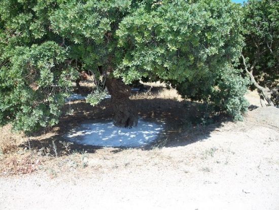 chios matiek