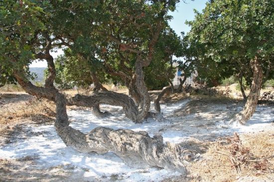 chios mastiek