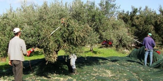 Olijvenpluk in Griekenland