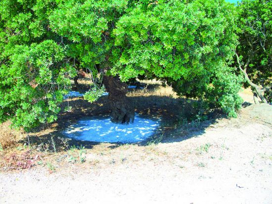 Mastiekboom op Chios