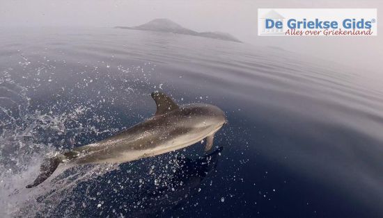Dolfijnen bij Zakynthos