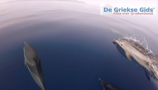 Dolfijnen bij Zakynthos in Griekenland