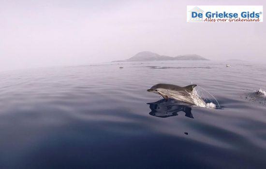 Dolfijnen bij Zakynthos in Griekenland