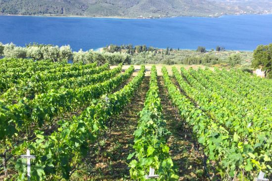 Winery Evia