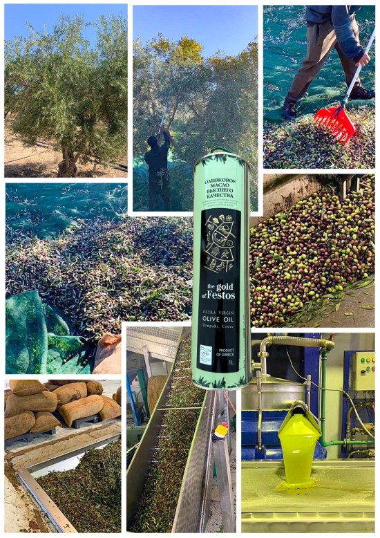 Olijfolie The Gold of festos - Olijvenpluk Kreta