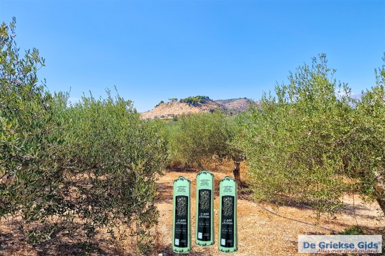 Griekse olijfolie: THE GOLD OF FESTOS